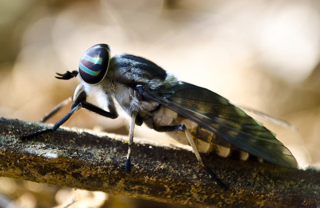 horsefly-bites-help-guide-renasan