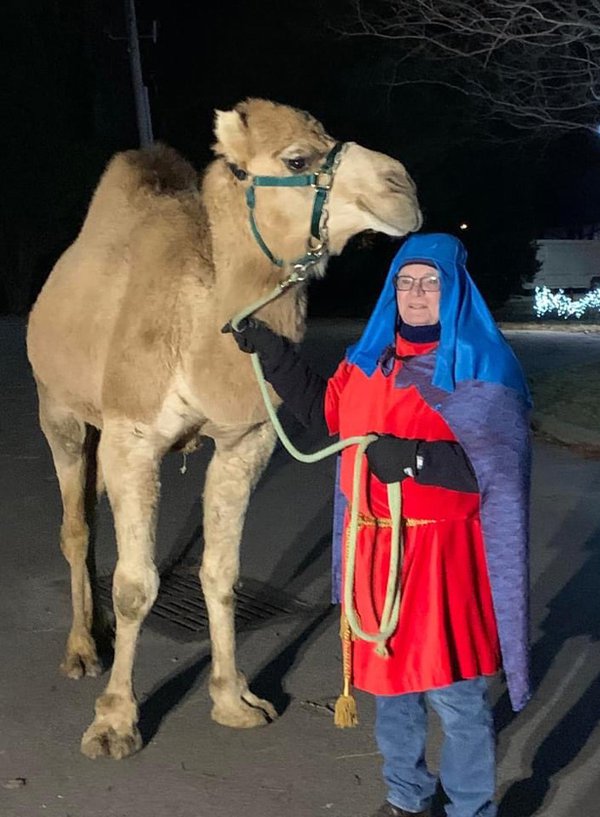 Christmas camel