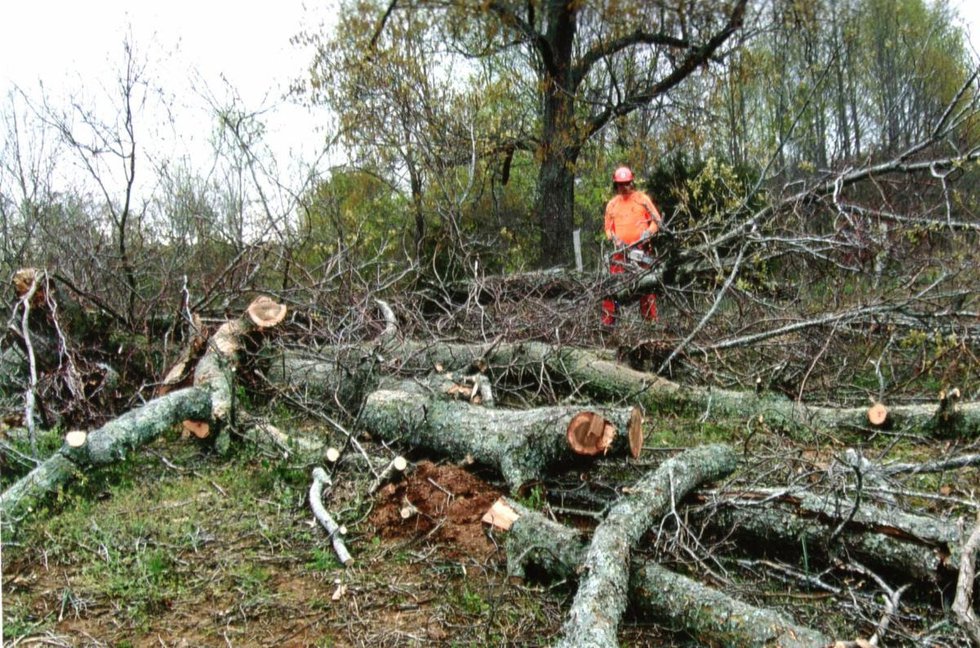 Cut trees in Tennessee