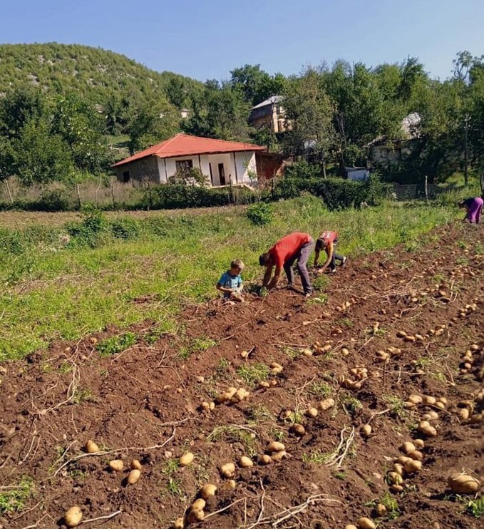 Albania harvest