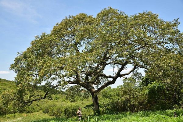 Muchakata tree