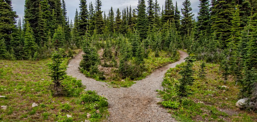 Photo of Pathway Surrounded By Fir Trees