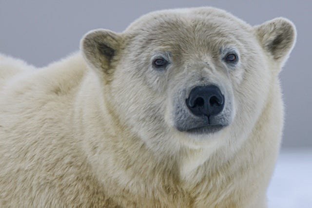 <i>Polar bears suffering</i>