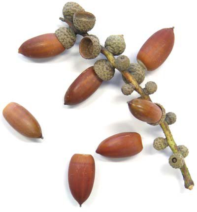 <i>Oak twig with acorns</i>