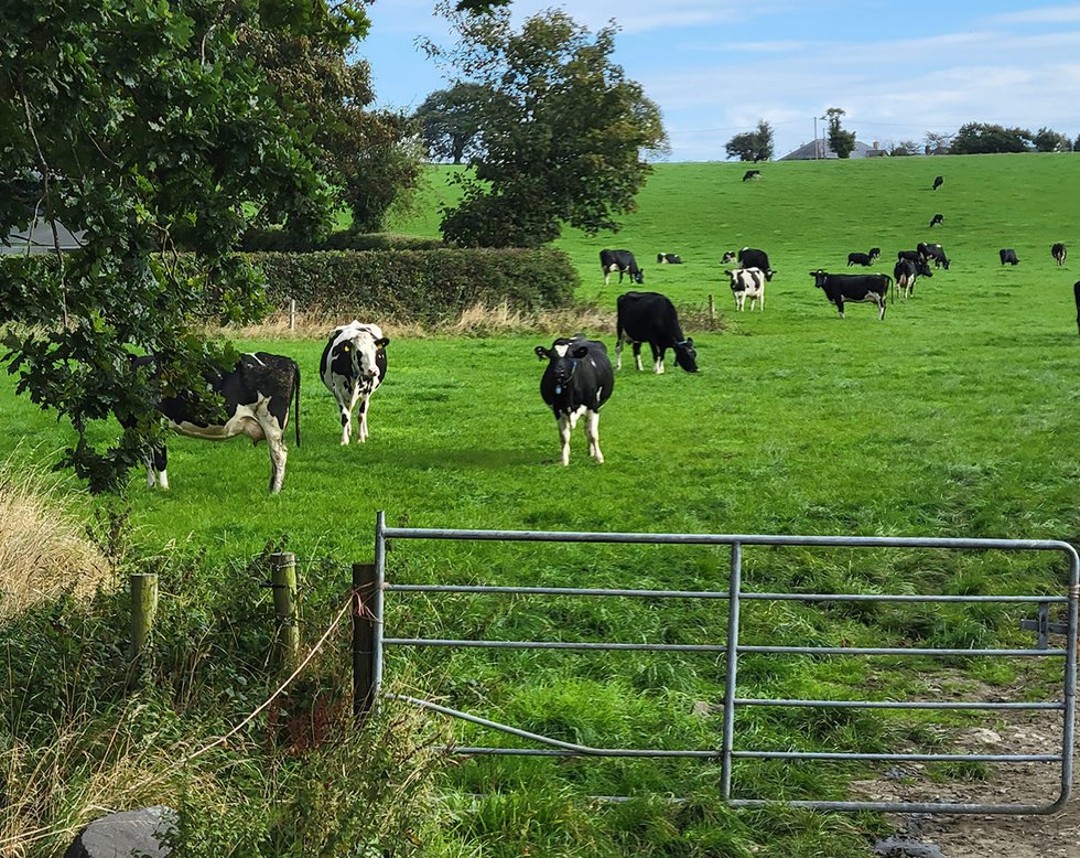 Irish Holsteins