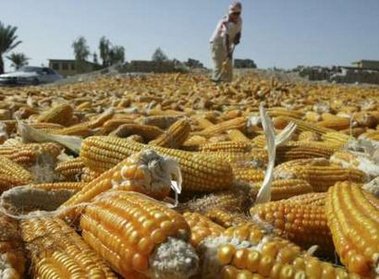 Corn Harvest
