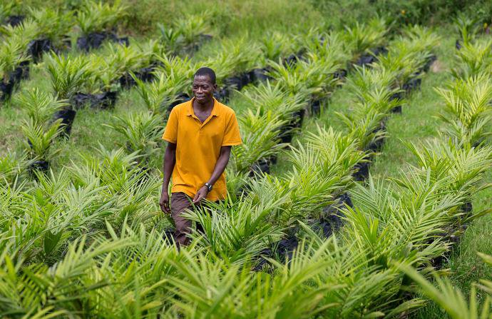 Liberia Oil Palms