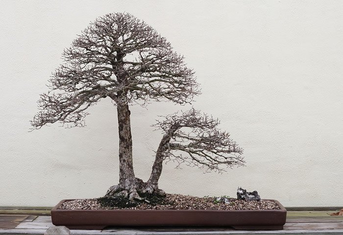 Twin root tree