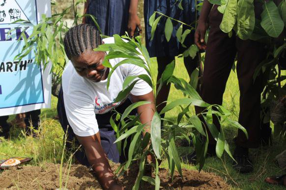 Liberia Tree Planting