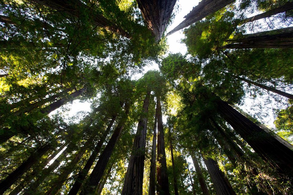 Wespath Redwoods