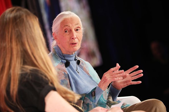 Primatologist Jane Goodall (Getty Photos)