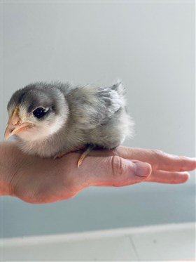 Baby and chick